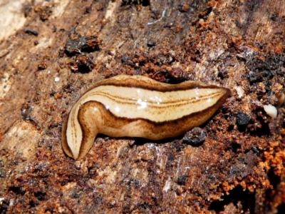 Lenkunya munda (A flatworm) at Paddys River, ACT - 8 Oct 2021 by HarveyPerkins