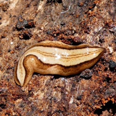 Lenkunya munda (A flatworm) at Gibraltar Pines - 8 Oct 2021 by HarveyPerkins