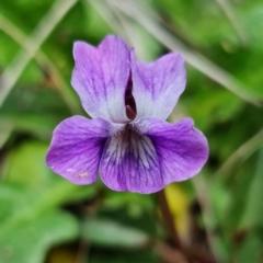 Viola betonicifolia (Mountain Violet) at Cotter River, ACT - 21 Oct 2021 by RobG1