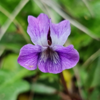 Viola betonicifolia (Mountain Violet) at Cotter River, ACT - 21 Oct 2021 by RobG1