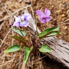 Viola betonicifolia at Cotter River, ACT - 21 Oct 2021 03:52 PM