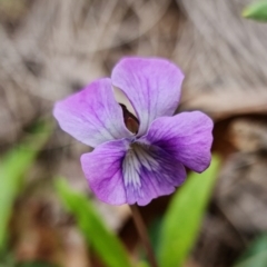 Viola betonicifolia at Cotter River, ACT - 21 Oct 2021