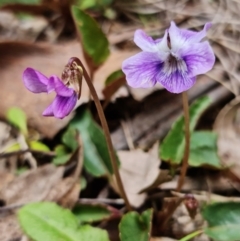 Viola betonicifolia at Cotter River, ACT - 21 Oct 2021 03:52 PM