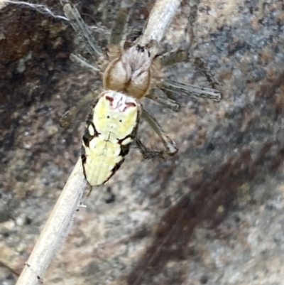 Plebs bradleyi (Enamelled spider) at Mundarlo, NSW - 21 Oct 2021 by SteveBorkowskis