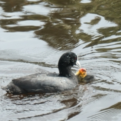 Fulica atra (Eurasian Coot) at Yerrabi Pond - 21 Oct 2021 by TrishGungahlin