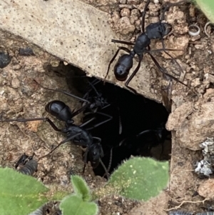 Rhytidoponera aciculata species group at suppressed - 21 Oct 2021