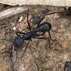 Rhytidoponera aciculata species group at suppressed - 21 Oct 2021