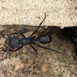 Rhytidoponera aciculata species group at suppressed - 21 Oct 2021