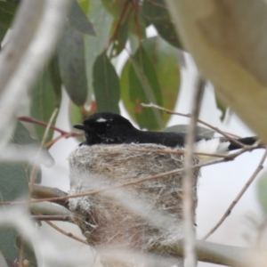 Rhipidura leucophrys at Kambah, ACT - 21 Oct 2021