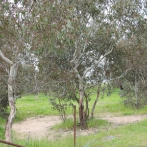 Rhipidura leucophrys at Kambah, ACT - 21 Oct 2021