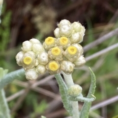 Pseudognaphalium luteoalbum (Jersey Cudweed) at Mundarlo, NSW - 21 Oct 2021 by SteveBorkowskis