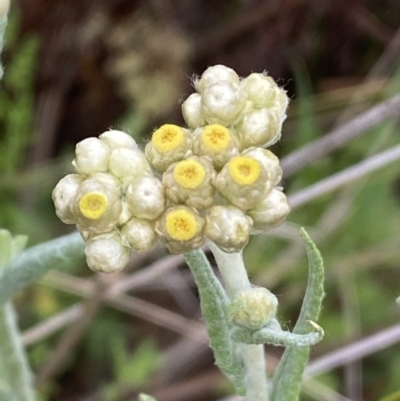 Pseudognaphalium luteoalbum (Jersey Cudweed) at Mundarlo, NSW - 21 Oct 2021 by SteveBorkowskis