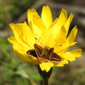 Taractrocera papyria at Kambah, ACT - suppressed