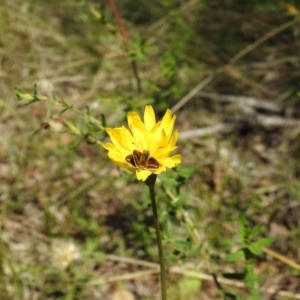 Taractrocera papyria at Kambah, ACT - suppressed