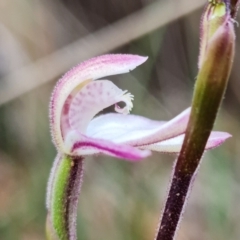 Caladenia alpina (Mountain Caps) at Cotter River, ACT - 21 Oct 2021 by RobG1