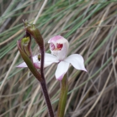 Caladenia alpina at Cotter River, ACT - suppressed