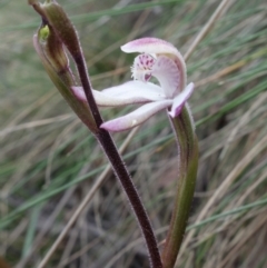 Caladenia alpina at Cotter River, ACT - suppressed