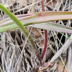 Caladenia alpina at Cotter River, ACT - suppressed