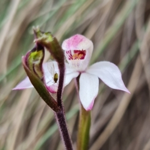 Caladenia alpina at Cotter River, ACT - suppressed