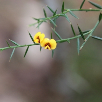 Daviesia ulicifolia (Gorse Bitter-pea) at Moruya, NSW - 20 Oct 2021 by LisaH