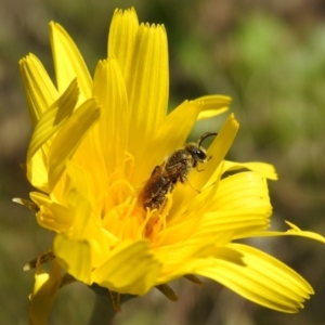 Lasioglossum (Chilalictus) lanarium at Kambah, ACT - 19 Oct 2021