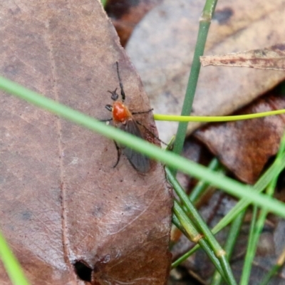 Bibio imitator (Garden maggot) at Moruya, NSW - 20 Oct 2021 by LisaH