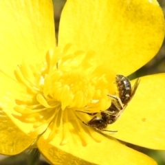 Lasioglossum (Chilalictus) sp. (genus & subgenus) at Paddys River, ACT - 19 Oct 2021