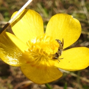 Lasioglossum (Chilalictus) sp. (genus & subgenus) at Paddys River, ACT - 19 Oct 2021