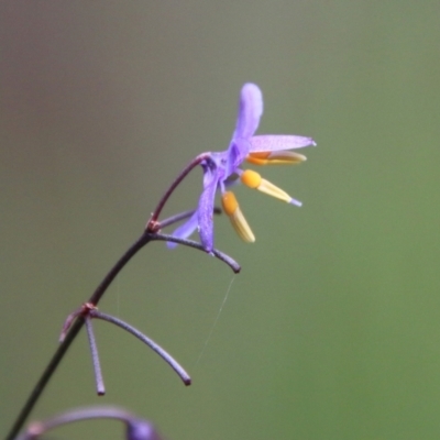 Dianella (genus) (Flax Lily) at Moruya, NSW - 20 Oct 2021 by LisaH