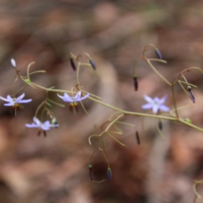 Dianella revoluta var. revoluta (Black-Anther Flax Lily) at Moruya, NSW - 20 Oct 2021 by LisaH