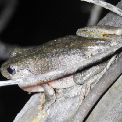 Litoria peronii (Peron's Tree Frog, Emerald Spotted Tree Frog) at Kambah, ACT - 20 Oct 2021 by HelenCross