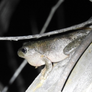 Litoria peronii at Kambah, ACT - 20 Oct 2021