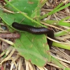 Ommatoiulus moreleti (Portuguese Millipede) at Tuggeranong Creek to Monash Grassland - 21 Oct 2021 by RodDeb