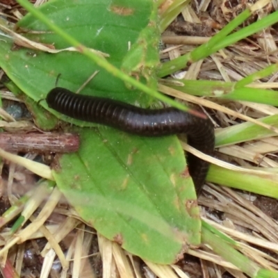 Ommatoiulus moreleti (Portuguese Millipede) at Monash, ACT - 21 Oct 2021 by RodDeb