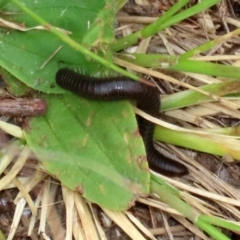 Ommatoiulus moreleti at Monash, ACT - 21 Oct 2021 01:47 PM