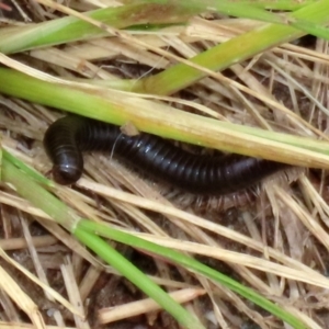 Ommatoiulus moreleti at Monash, ACT - 21 Oct 2021 01:47 PM