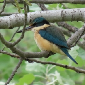 Todiramphus sanctus at Monash, ACT - 21 Oct 2021 12:55 PM