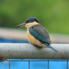 Todiramphus sanctus at Monash, ACT - 21 Oct 2021 12:55 PM