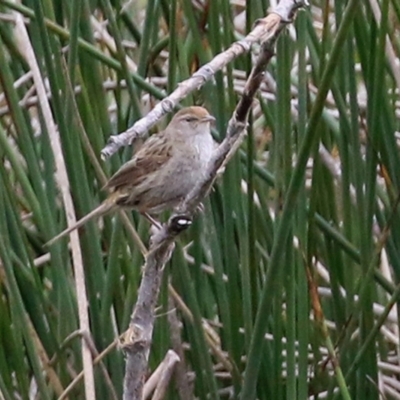 Poodytes gramineus (Little Grassbird) at Tuggeranong Creek to Monash Grassland - 21 Oct 2021 by RodDeb