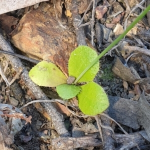 Hypochaeris glabra at Cook, ACT - 19 Oct 2021