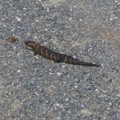 Tiliqua scincoides scincoides (Eastern Blue-tongue) at Theodore, ACT - 5 Oct 2021 by nj101