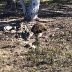 Tachyglossus aculeatus (Short-beaked Echidna) at Tuggeranong Hill - 22 Sep 2021 by nj101