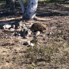 Tachyglossus aculeatus at Conder, ACT - 22 Sep 2021 02:54 PM