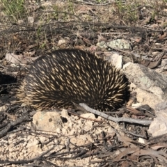 Tachyglossus aculeatus at Conder, ACT - 22 Sep 2021 02:54 PM