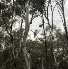 Dacelo novaeguineae (Laughing Kookaburra) at Tuggeranong Hill - 10 Oct 2021 by nj101