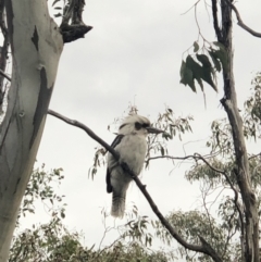 Dacelo novaeguineae at Conder, ACT - 10 Oct 2021 04:35 PM