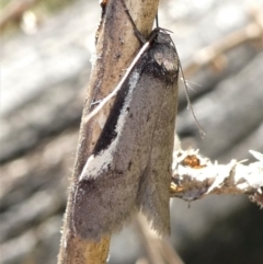 Philobota (genus) (Unidentified Philobota genus moths) at Gibraltar Pines - 17 Oct 2021 by HarveyPerkins