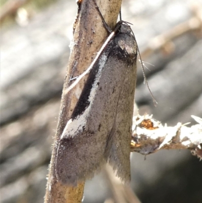 Philobota (genus) (Unidentified Philobota genus moths) at Paddys River, ACT - 17 Oct 2021 by HarveyPerkins