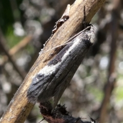 Philobota (genus) at Paddys River, ACT - 17 Oct 2021