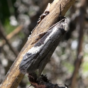 Philobota (genus) at Paddys River, ACT - 17 Oct 2021